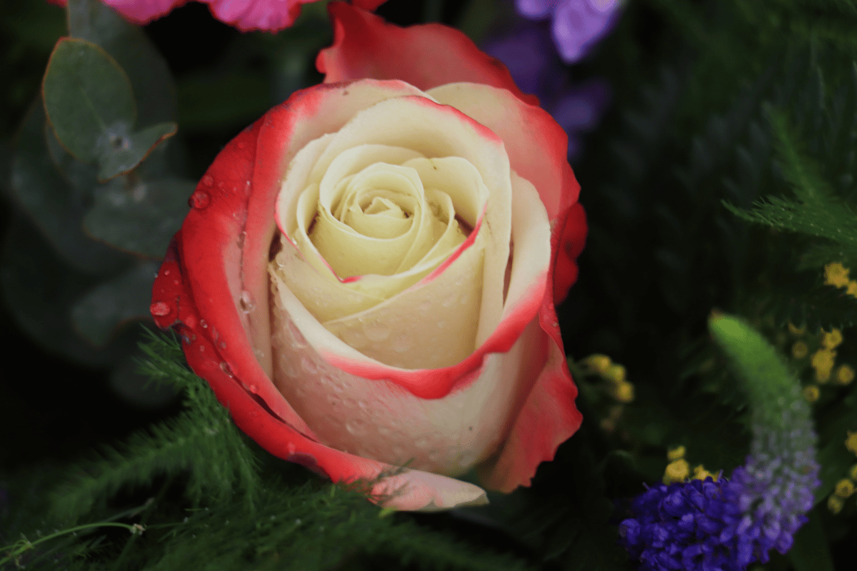 Single Rose arrangement