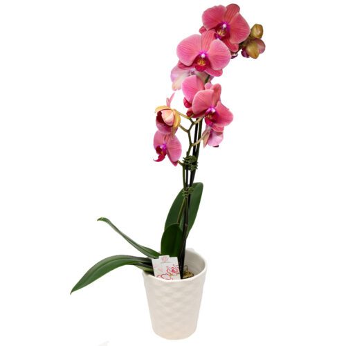 Medium Orchid with vibrant colors, natural elegance.