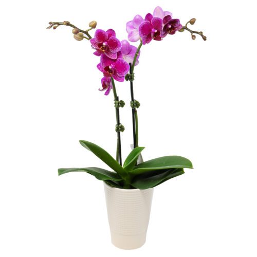Small Orchid with vibrant colors, natural elegance.